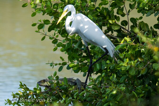 St.Martin - St.Maarten: Small Group, Birding Tour / Bird Watching Tour - What to Bring on the Tour