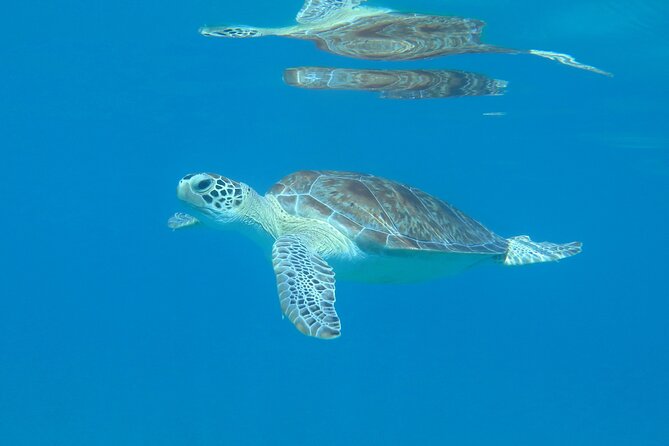 St Thomas Kayak and Sea Turtle Snorkel Excursion - Participant Requirements