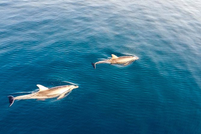 Stand Up Paddle With Dolphins - Eco-Friendly Approach