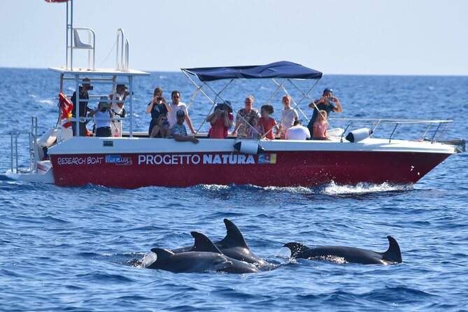 Summer Tour: Dolphin Watching and Guided Snorkeling - Dolphin Behavior and Conservation