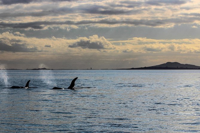 Sunset Kayak Tour to Rangitoto Island - Preparation Tips