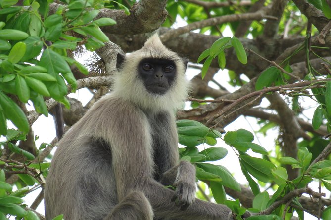 Super Luxury Jeep Safari at Yala National Park - Accessibility and Participation