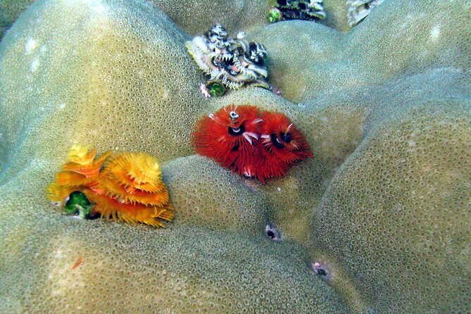 Surin Islands- Early Bird Snorkeltour From Khao Lak in English, French, German, Italian - Language Options Available