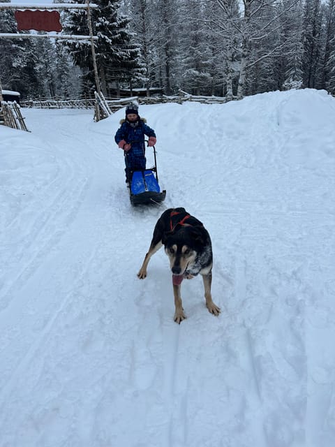 Swedish Lapland : Sled Dog and Reindeer Farm With the Family - Family-Friendly Activities