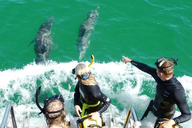 Swim With Wild Dolphins Day Tour - Travel Tips