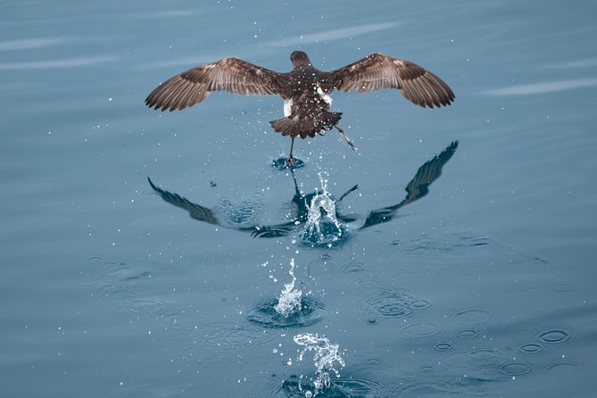 Swim With Wild Dolphins in Tauranga - Important Tour Guidelines