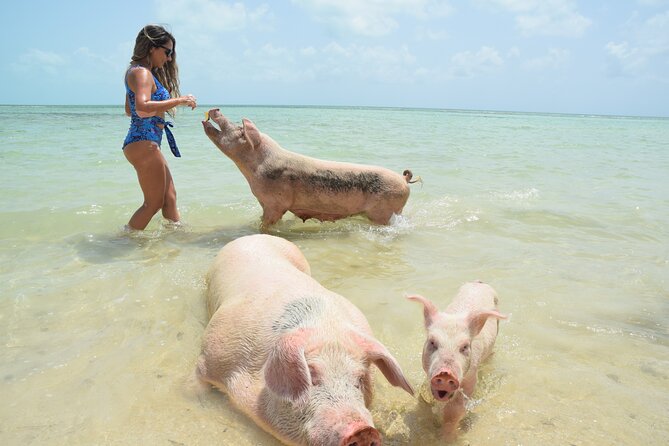 Swimming With Pigs in Nassau, Transportation Included - Tips for a Great Experience