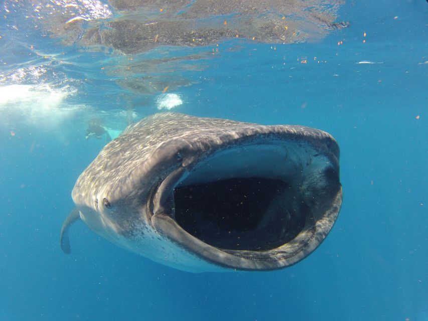 Swimming With Whale Sharks in Cancun - Highlights of the Powerboat Ride