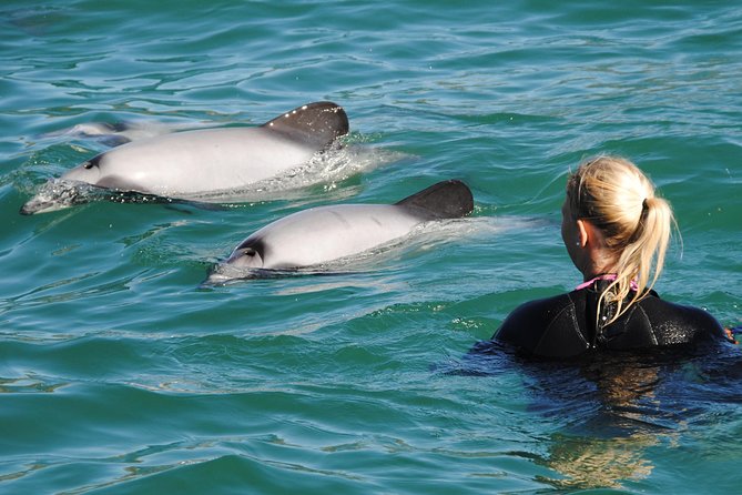 Swimming With Wild Dolphins in Akaroa - Travel and Accessibility Information