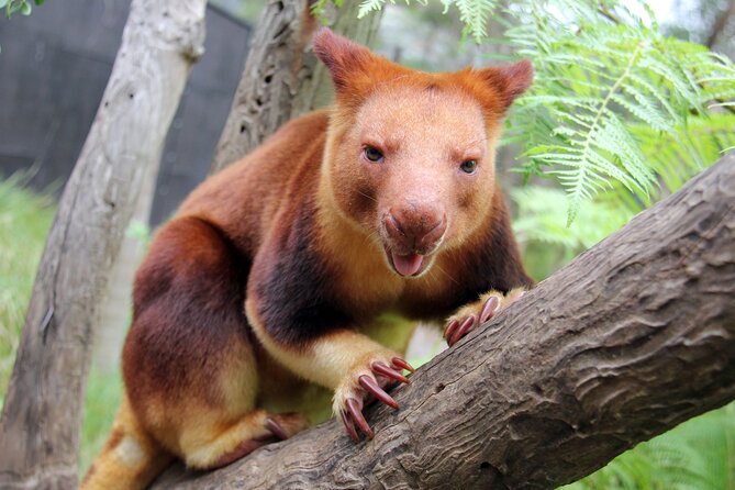 Sydney Taronga Zoos Aussie Backyard Adventure Tour - Highlights of the Tour