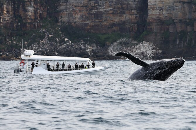 Sydney Whale-Watching by Speed Boat - Preparation Tips