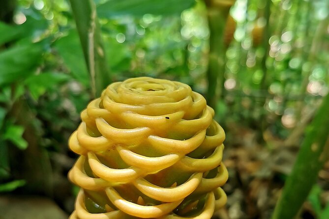 Taino Valley Tropical Park Puerto Plata Tubagua - Dining Options Nearby