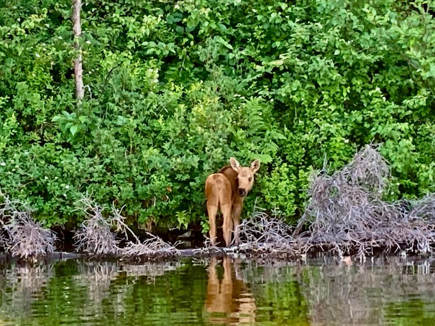 Talkeetna Lakes Park: Sit-On-Top Kayak Tour - Kayaking in Talkeetna Lakes Park