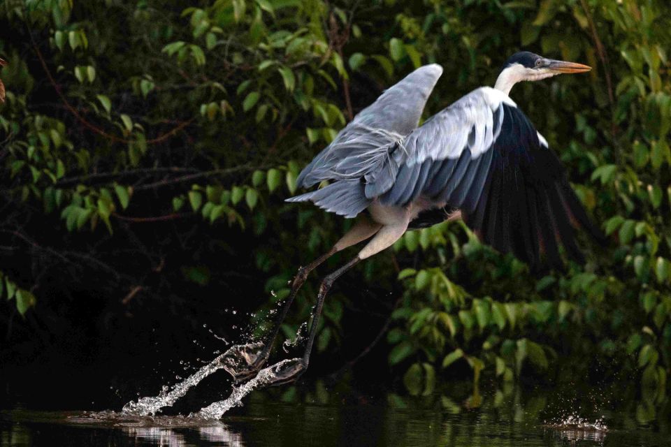 Tambopata: Lake Sandoval Canoeing With Lunch - Important Information