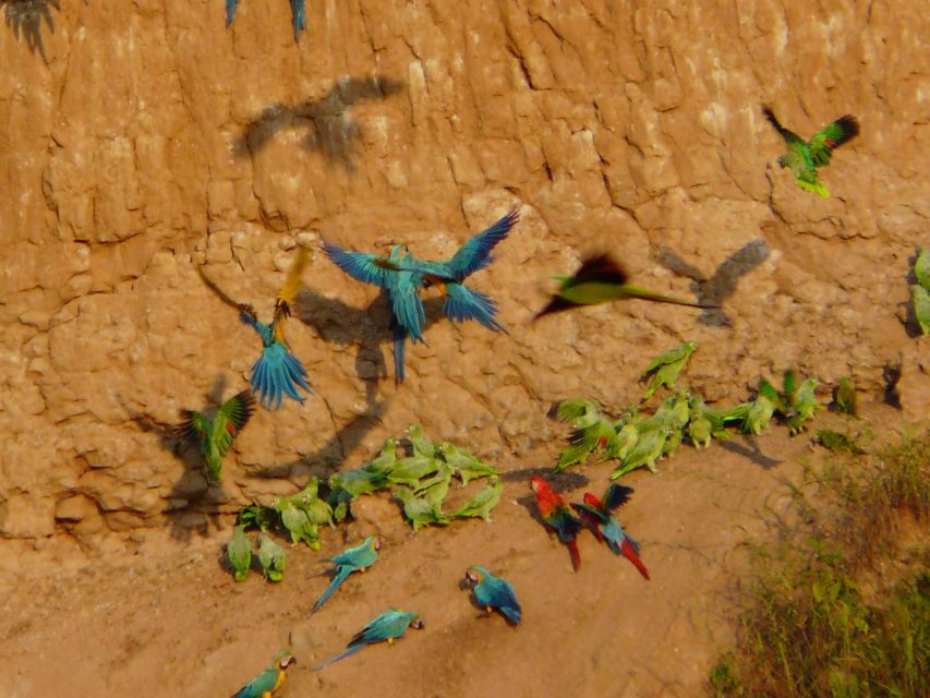 Tambopata Macaw Claylick & Sandoval Lake 3 Days/2 Nights - Necessary Preparations