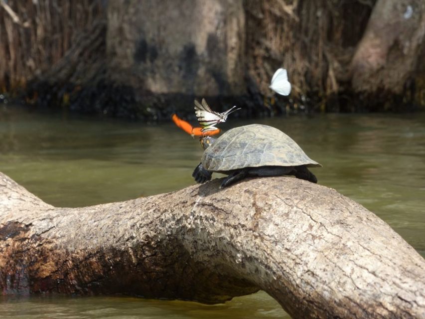 Tambopata: Multi-Day Amazon Rainforest Tour With Local Guide - Getting There