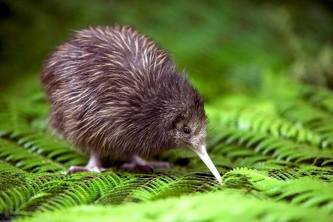 Tauranga - Waitomo : Ancient Glow-Worm Caves Shore Excursion - Itinerary and Tour Inclusions