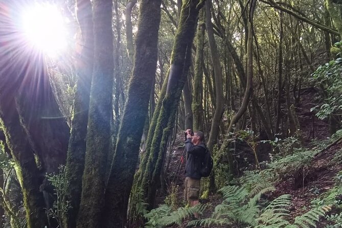 Tenerife: Hiking Through Enchanted Laurel Forest Above Masca - Health and Safety Considerations