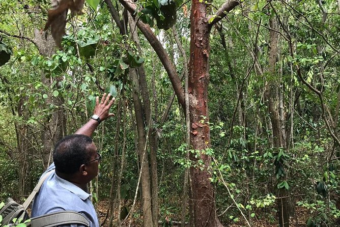 The Caravelle Hike in Martinique - Wildlife and Ecosystem Insights