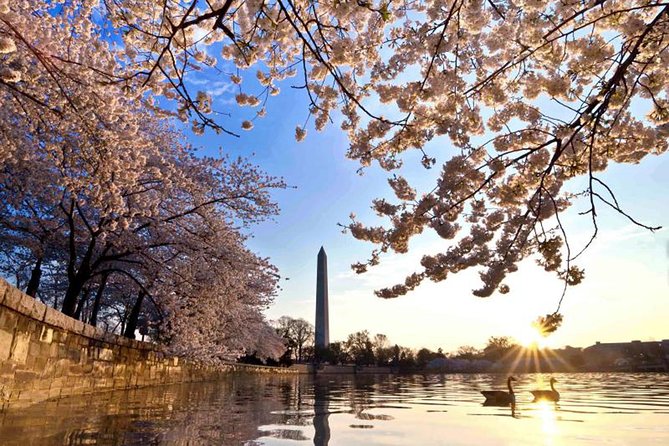 The DC Cherry Blossom Tour - Guest Reviews and Ratings