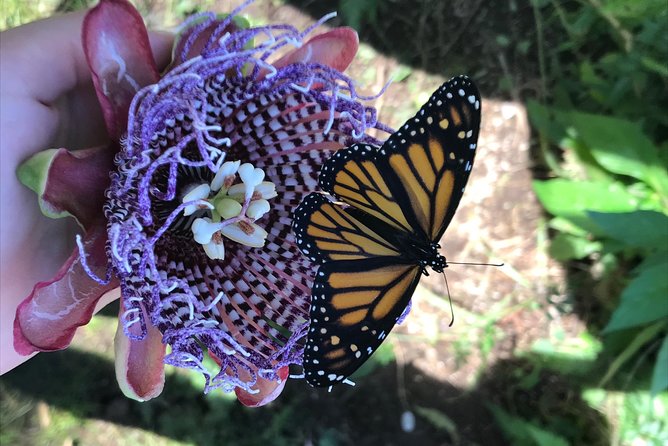 The Maui Butterfly Farm Tour! - Pricing and Reservations