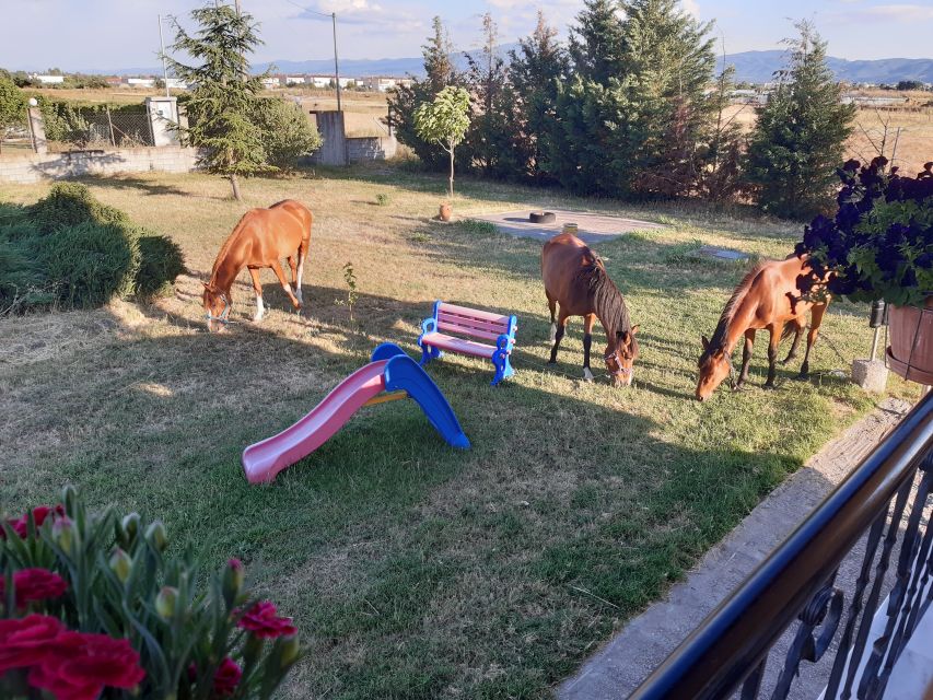 Thessaloniki: Private Greek Cooking Class and Meal at a Farm - Transportation Information