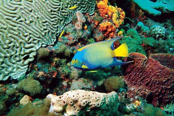 Tobago Buccoo Reef Glass Bottom Boat Tour - Experience and Feedback