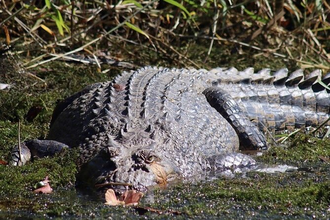 Total Daintree Experience Tour From Port Douglas - Included Amenities and Services