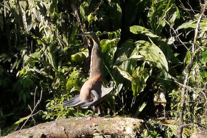 Tour to the Canals in Tortuguero National Park - Tour Pricing and Cancellation Policy