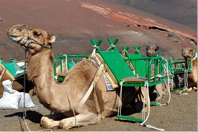 Tour to Timanfaya, La Geria, and La Laguna Verde - Traveler Reviews and Feedback