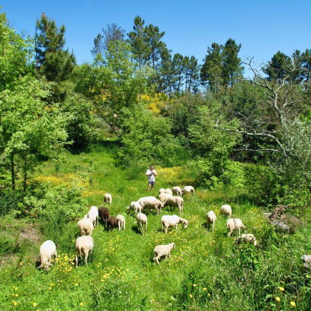 Traditional Cooking Class and Farm Tour in the Douro Valley - Sharing the Meal and Stories