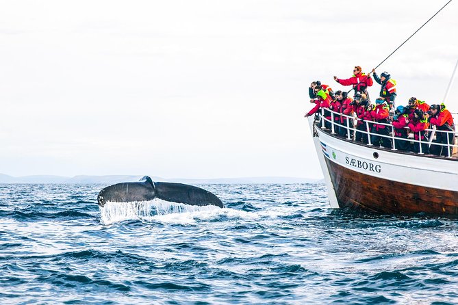 Traditional Oak Ship Whale Watching Tour From Husavik - Accessibility and Seating