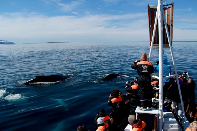 Traditional Whale Watching Tour From Húsavík - Getting to the Meeting Point