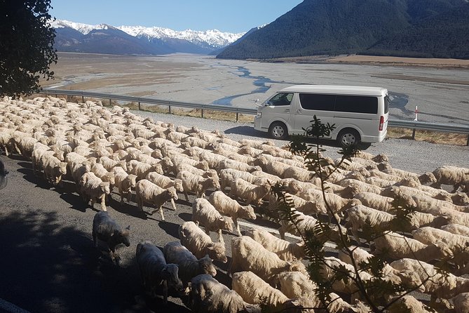 Tranz Alpine Train Tour - Booking Details
