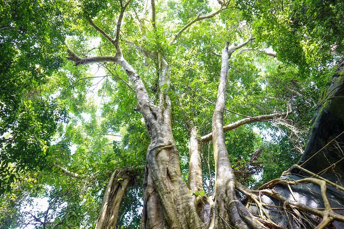 Trekking to Tien Son Dinh, Phu Quoc - Highlights of the Trekking Tour