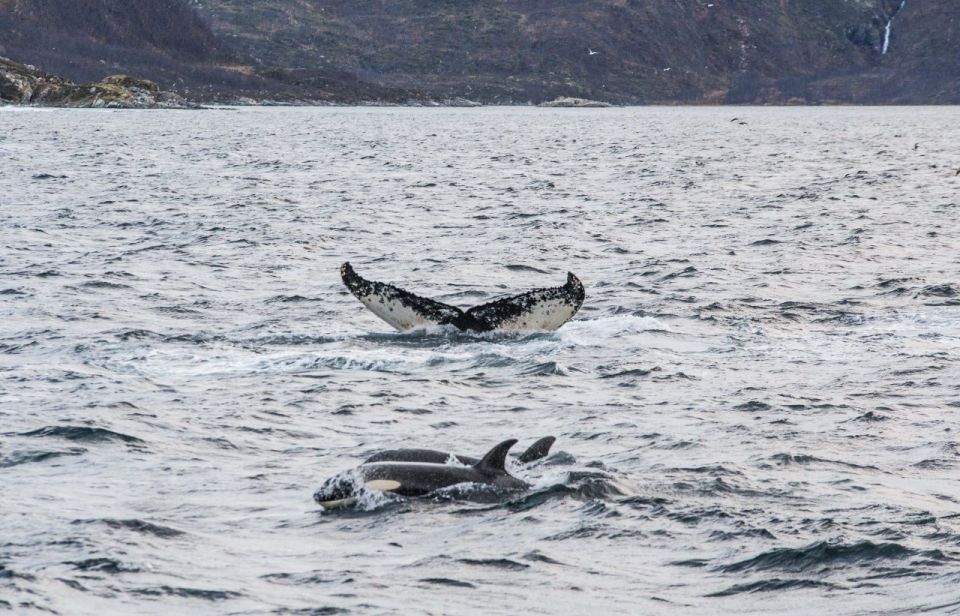 Tromsø 3-Days Whale Watching, Northern Lights & Dog Sledding - Important Information