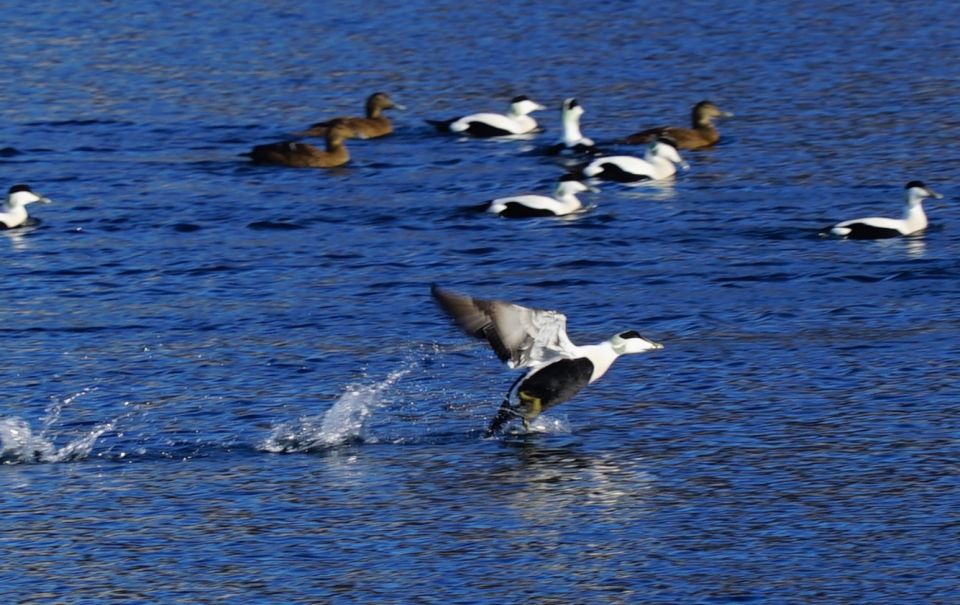 Tromsø: Fjord Cruise by Luxury Yacht - What to Bring