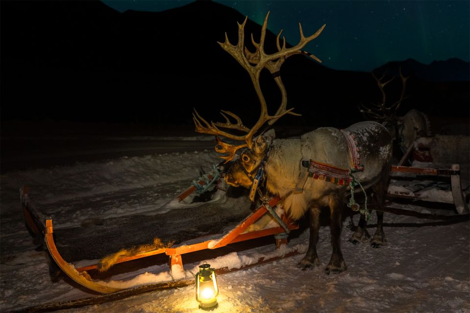 Tromso: Reindeer Sledding With Chance to See Northern Lights - Customer Reviews