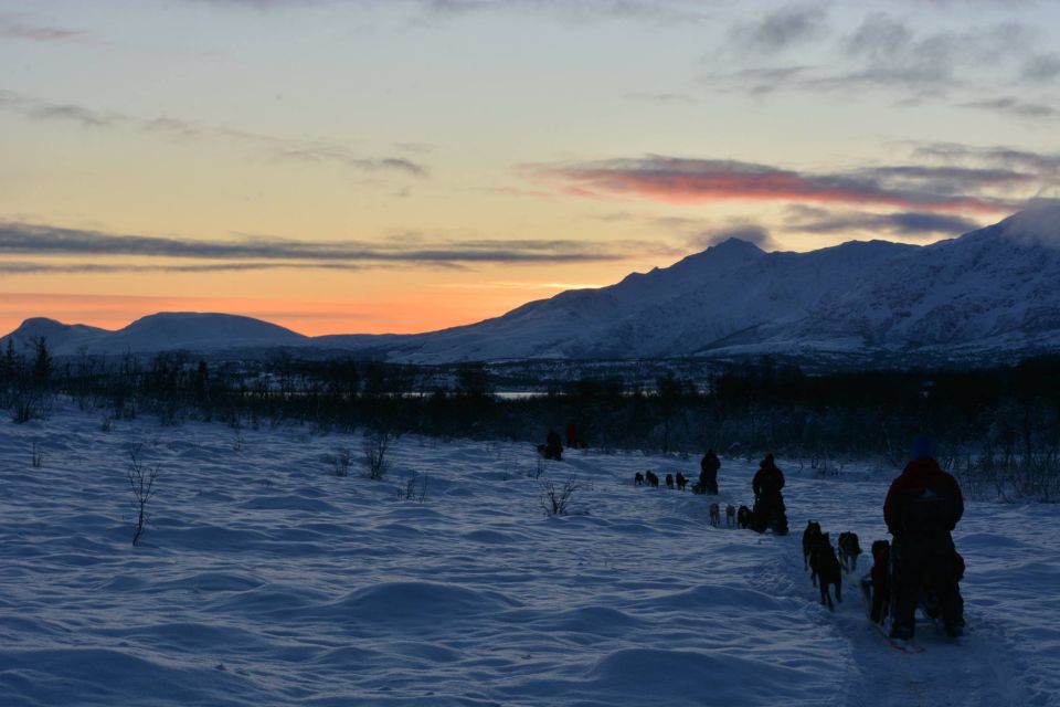 Tromsø: Self-Drive Husky Dog Sledding Adventure - Essential Information for Participants