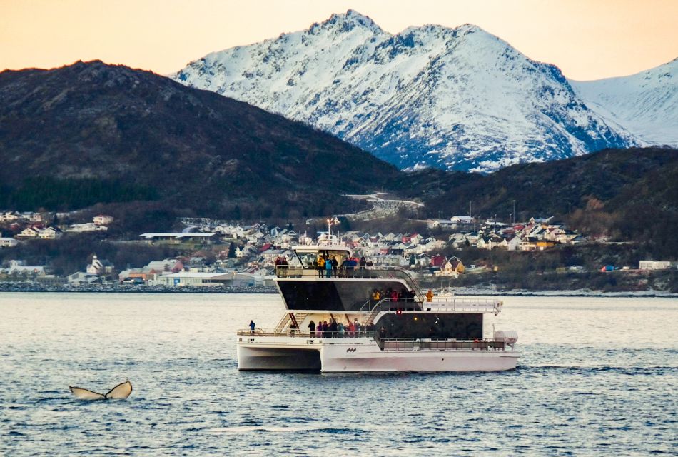 Tromsø: Whale Watching Tour by Hybrid-Electric Catamaran - Customer Feedback