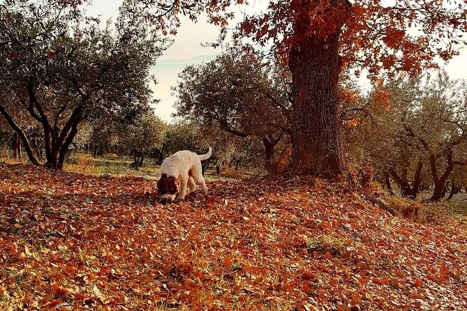 Truffle Hunting Experience in Assisi - Best Time to Go Truffle Hunting