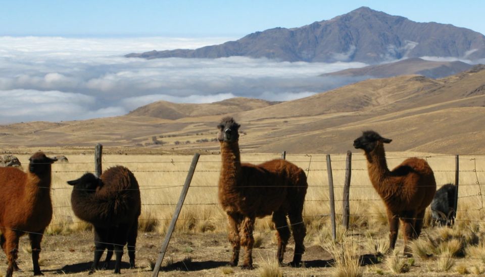 Tucumán: Tafí Del Valle Full Day Tour - Transportation Logistics