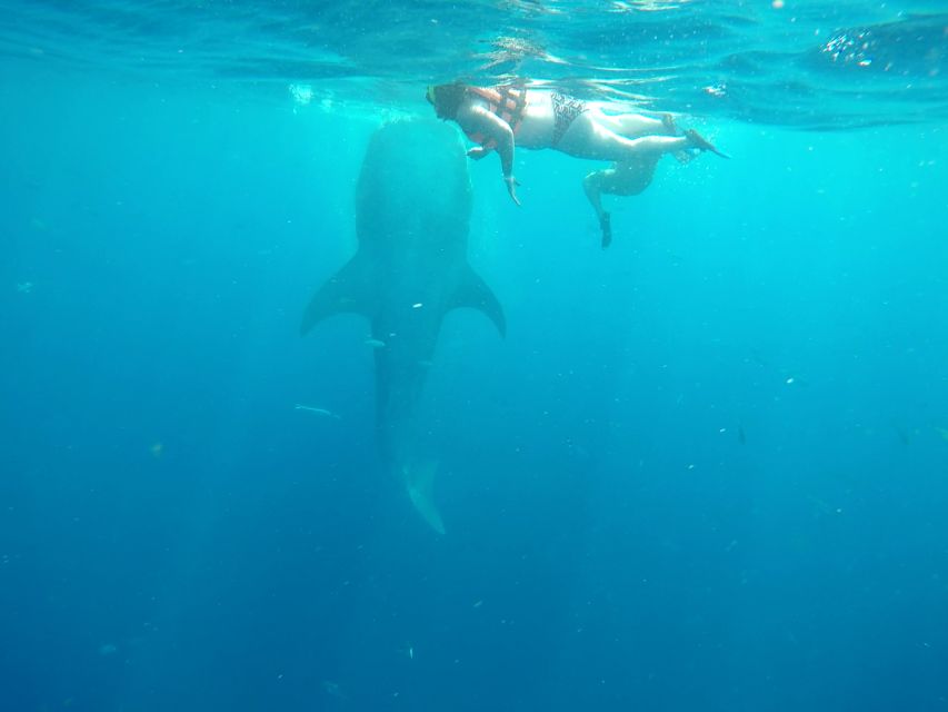 Tulum-Akumal: Swimming With Whale Sharks Tour - Snorkeling at Isla Contoy or Isla Mujeres