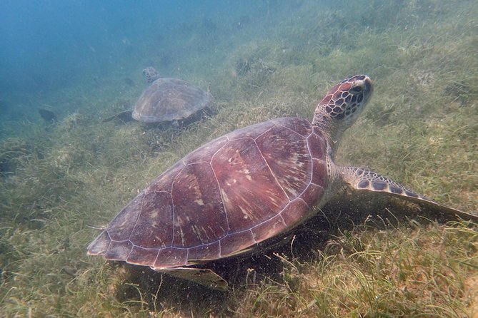 Turtle Beach Power Snorkeling Adventure - Tour Duration and Experience