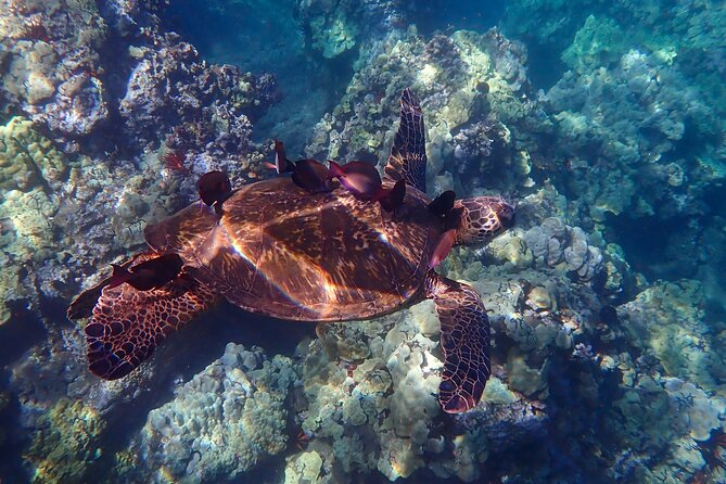 Turtle Town Clear Kayak & Snorkel Tour (7am-10am) - What to Expect