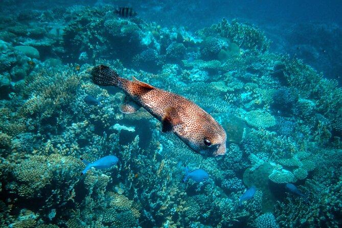 Turtle Town Snorkel With Photo and Video - Recap