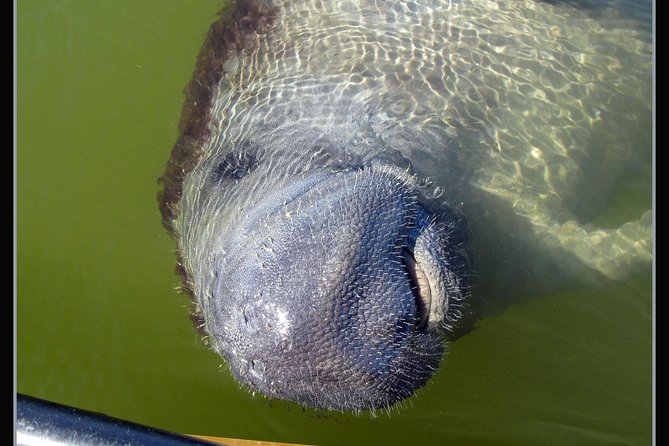 Two-Hour Everglades National Park Dolphin, Birding and Wildlife Boat Tour - Educational Insights