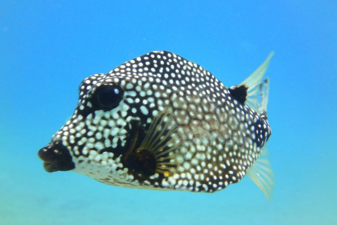 Two-Tank Dive for Certified Diving in St Thomas - Restrictions and Limitations