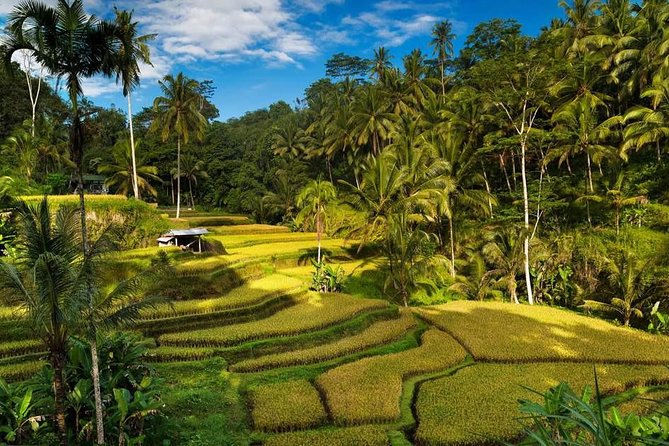 Ubud City Tour II: Monkey Forest, Palace, Art Market, and Rice Terrace - Exploring Ubud Monkey Forest