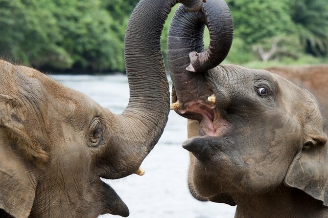 Udawalawa Safari Drive From Galle, Weligama, Mirissa & Dickwella - What to Expect on Safari